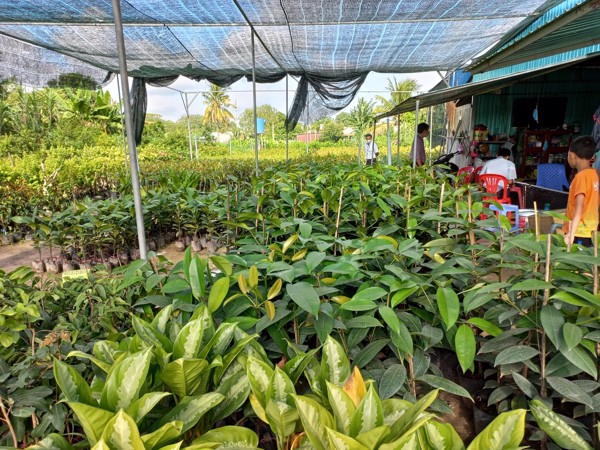 v/v hướng dẫn các tổ chức, cá nhân sản xuất, buôn bán Giống cây trồng