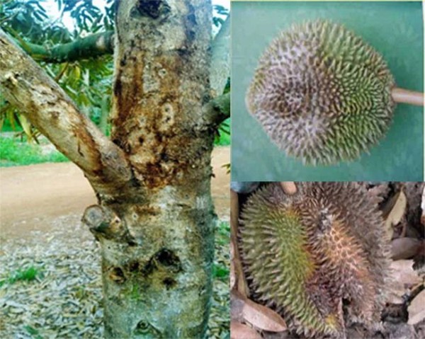 Quy trình kỹ thuật quản lý bệnh Phytophthora hai sầu riêng.