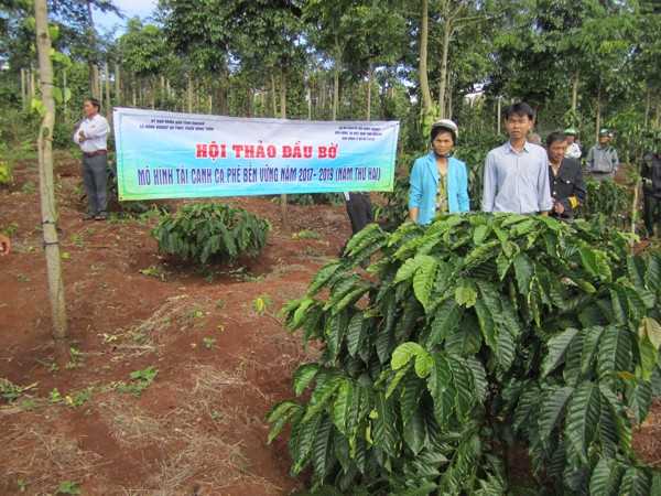 Hội nghị đầu bờ tổng kết các mô hình cà phê thuộc dự án chuyển đổi nông nghiệp bền vững