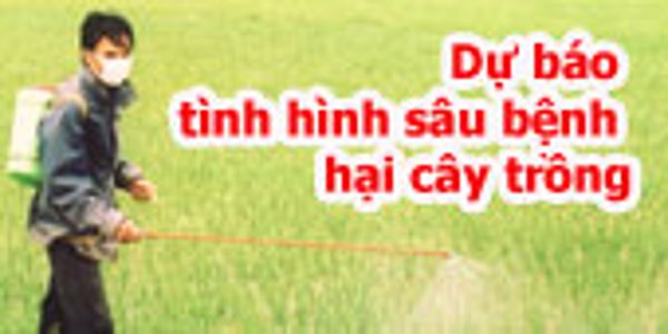 DỰ BÁO TÌNH HÌNH SINH VẬT HẠI  VỤ HÈ THU NĂM 2021